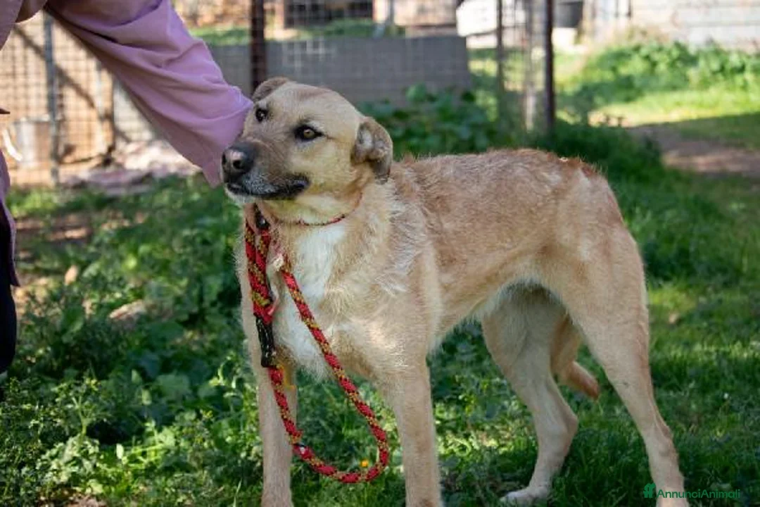 Altre razze cani in regalo: Hey Jude! a Provincia di Alessandria - Annuncio 4