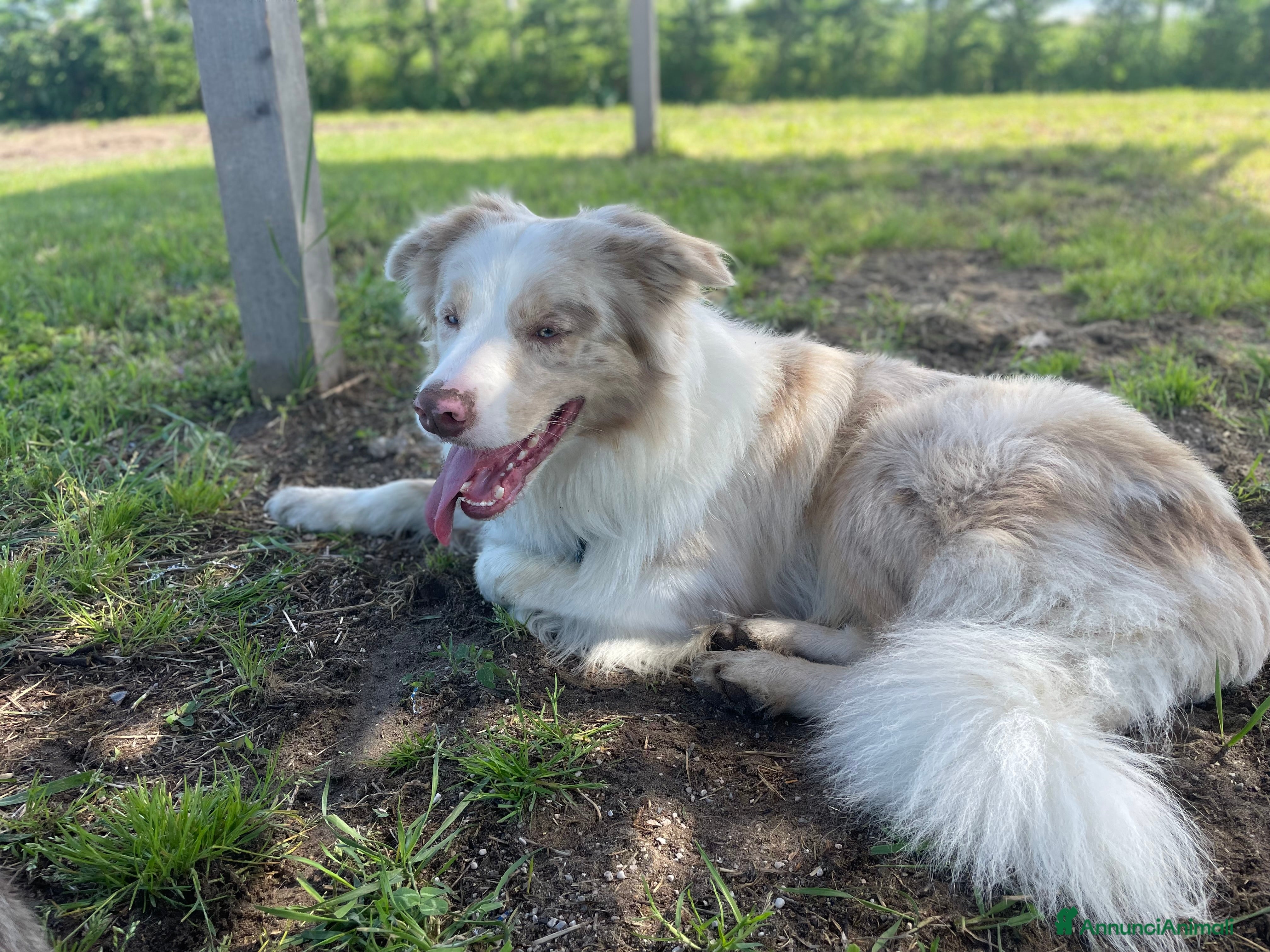 Border Collie cani per accoppiamento: Border Collie, disponibile per accoppiamenti. a Città Metropolitana di Venezia - Annuncio 4