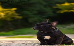 Bulldog Francese cani in vendita: Cucciolo maschio bouledogue francese  - Immagine 6