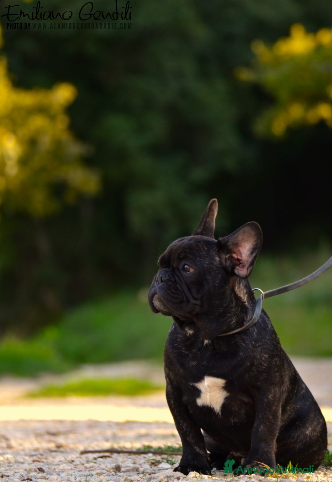 Bulldog Francese cani in vendita: Cucciolo maschio bouledogue francese  - Immagine 6