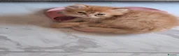 Persiano gatti in vendita: Cuccioli di gatto persiano  a Città metropolitana di Catania - Annuncio 4