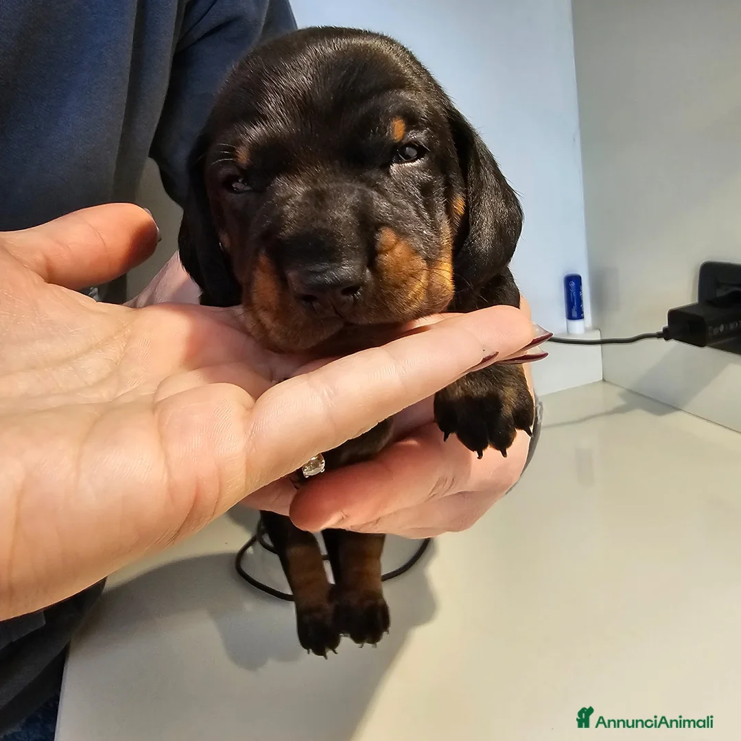 Bassotto cani in vendita: Vendita cuccioli di bassotto - Annuncio 12