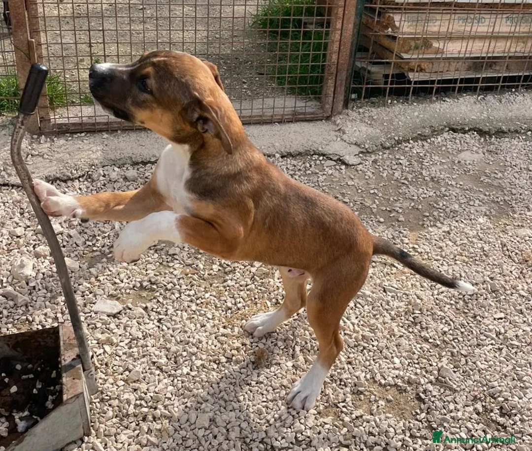 Pitbull cani in regalo: TENERISSIMO CUCCIOLO MIX PITBULL a Provincia di Mantova - Annuncio 2