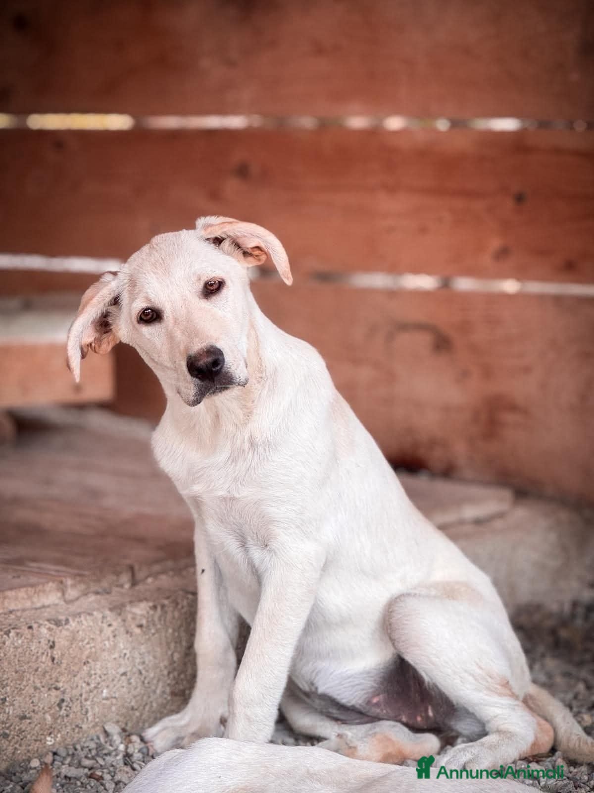 Labrador cani Maraya - Annuncio 2