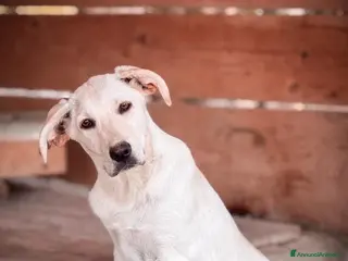 Labrador cani Maraya - Annuncio 27