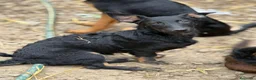 Meticcio cani in regalo: EMA, la cucciola più dolce (e nanetta) di tutti! - Annuncio 4