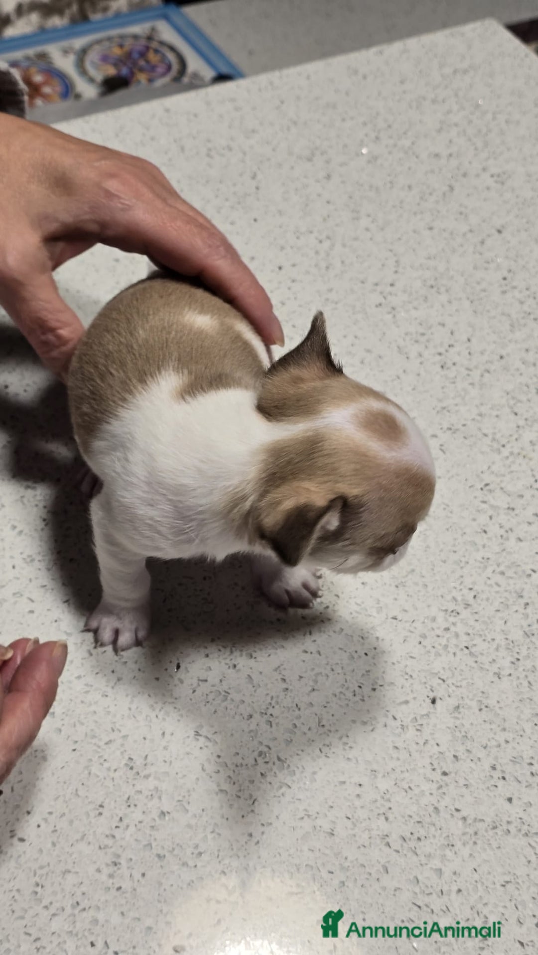 Chihuahua cani in vendita: Bellissimo chihuahua  - Annuncio 4