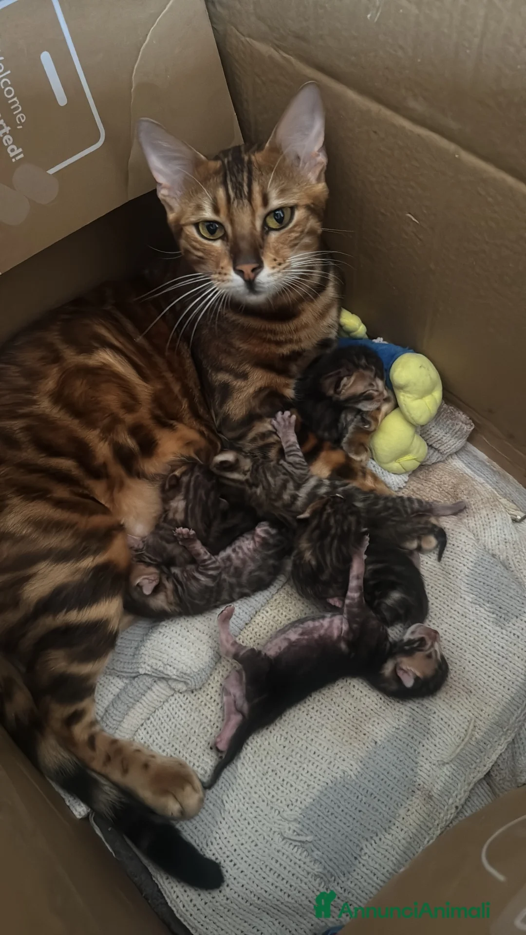 Bengala gatti in vendita: Bengala splendidi piccoli leopardi CON PEDIGREE - Annuncio 22