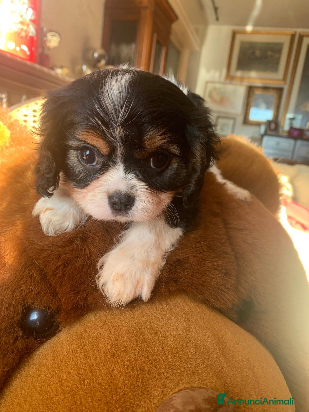 Cavalier King cani in vendita: Cuccioli di Cavalier King Charles Spaniel - Annuncio 14