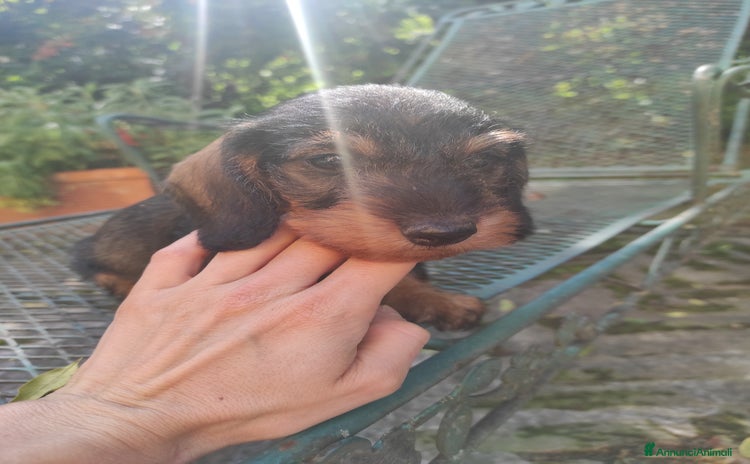 Bassotto cani - Annuncio 19