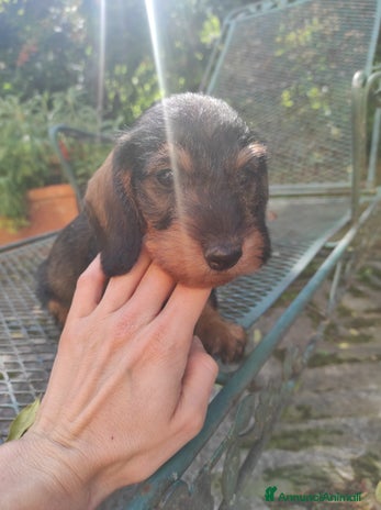 Bassotto cani - Annuncio 14