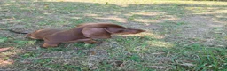Bassotto cani in vendita: Bassotto - Annuncio 5