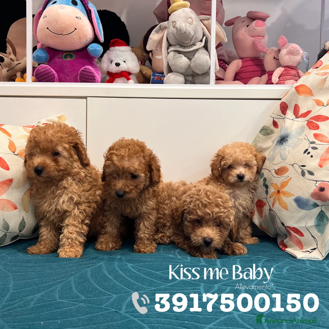 Immagine della galleria {{count}}