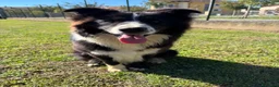 Border Collie cani per accoppiamento: Border collie maschio per accoppiamento  - Annuncio 13
