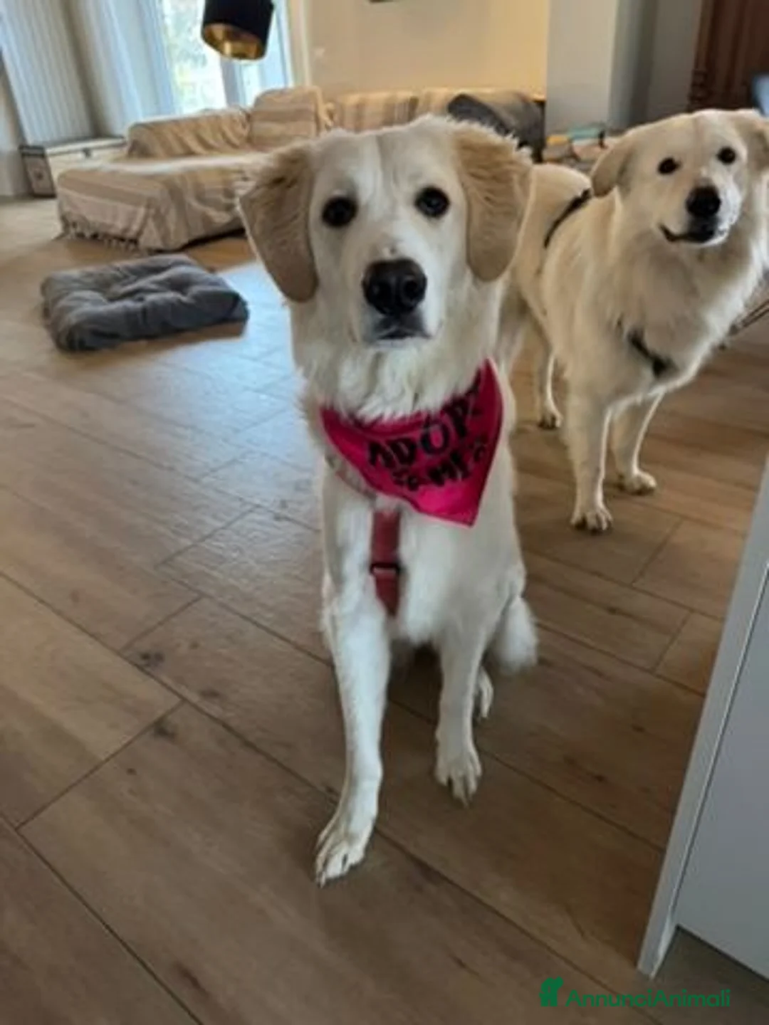 Meticcio cani in regalo: Paula: cucciolona socievole equilibrata  - Annuncio 9