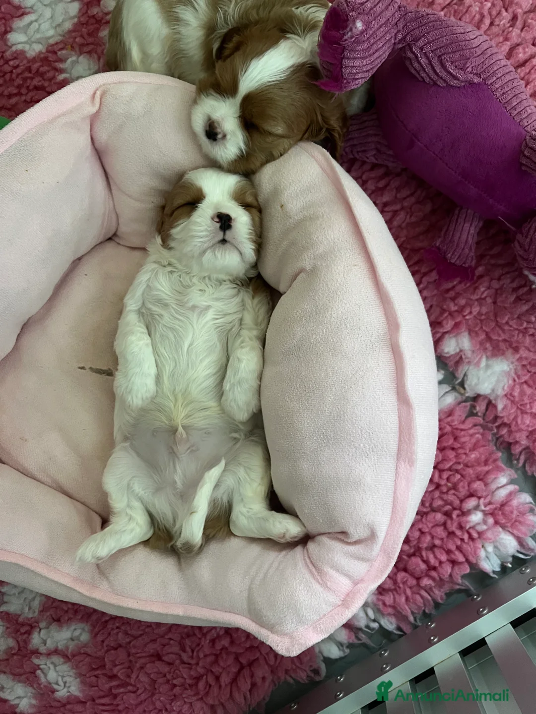 Cavalier King cani in vendita: Bellissimo cucciolo di Cavalier  - Annuncio 7