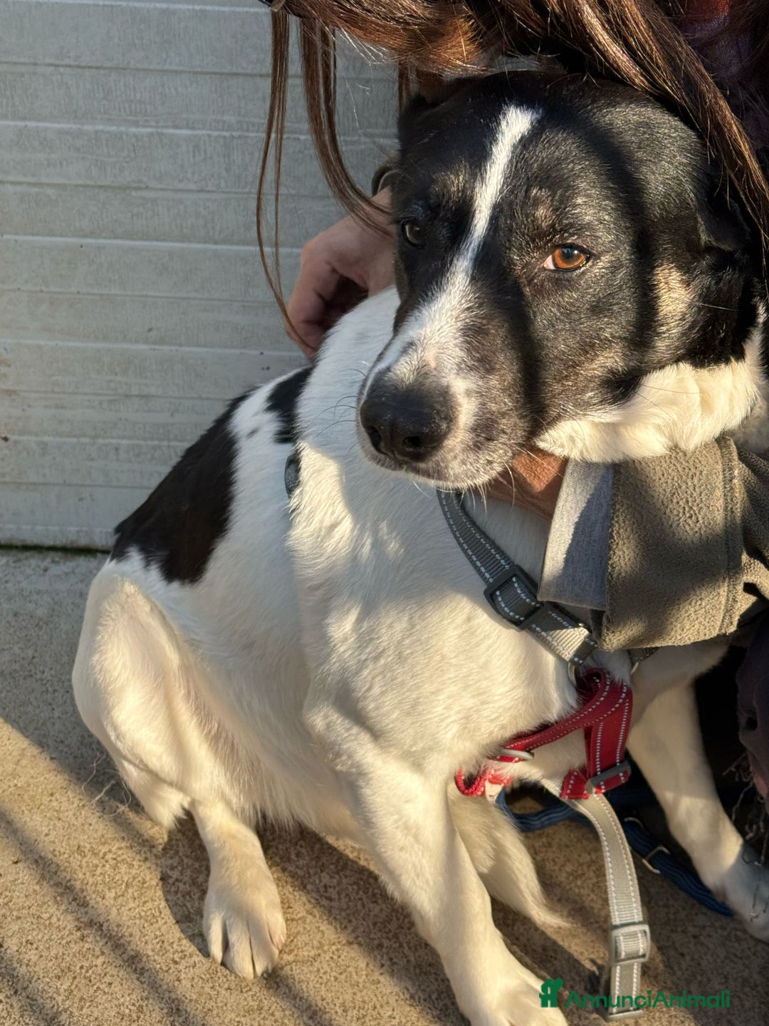 Meticcio cani in regalo: Splendida meticcia - COOKIE a Città metropolitana di Milano - Annuncio 4