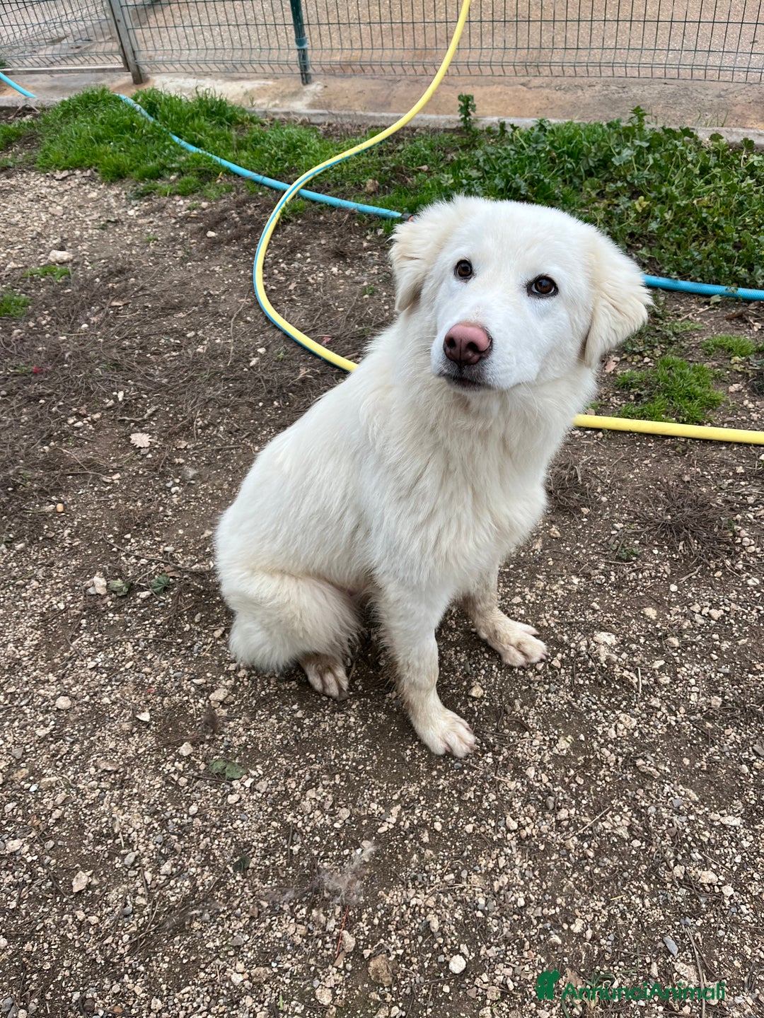 Pastore Maremmano cani in regalo: Cucciola sette mesi - Annuncio 10