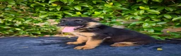 Pastore Tedesco cani in vendita: Cuccioli Pastore Tedesco altissima genealogia. a Provincia di Treviso - Annuncio 2