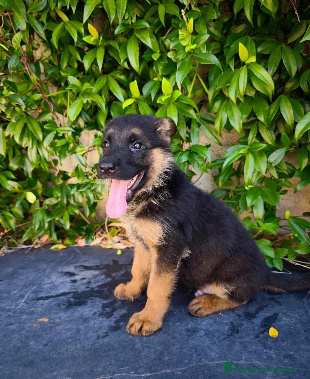 Pastore Tedesco cani in vendita: Cuccioli Pastore Tedesco altissima genealogia. a Provincia di Treviso - Annuncio 2