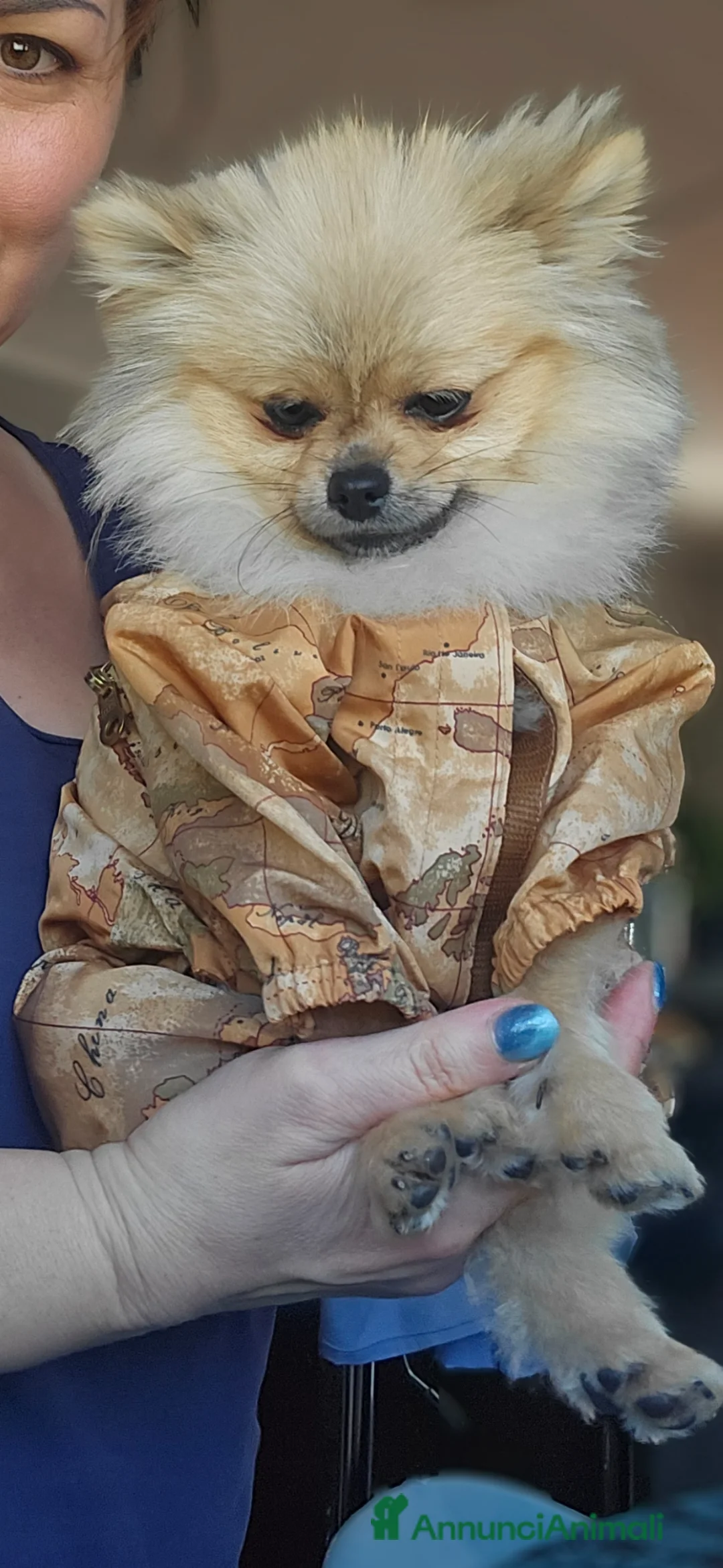 Volpino Pomerania cani in vendita: Volpino di pomerania pedigree  - Annuncio 2