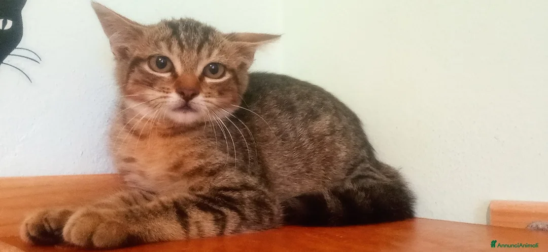 Europeo gatti in regalo: Quattro tigratini cercano casa - Annuncio 2