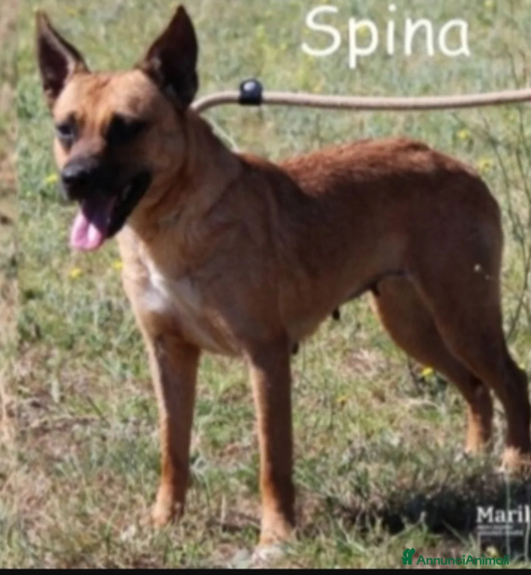 Meticcio cani in regalo: Spina 7anni kg10 pastorina mignon ROMA - Annuncio 2