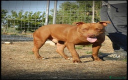 Pitbull cani in regalo: Pasha pit superbravo a Città metropolitana di Milano - Immagine 14