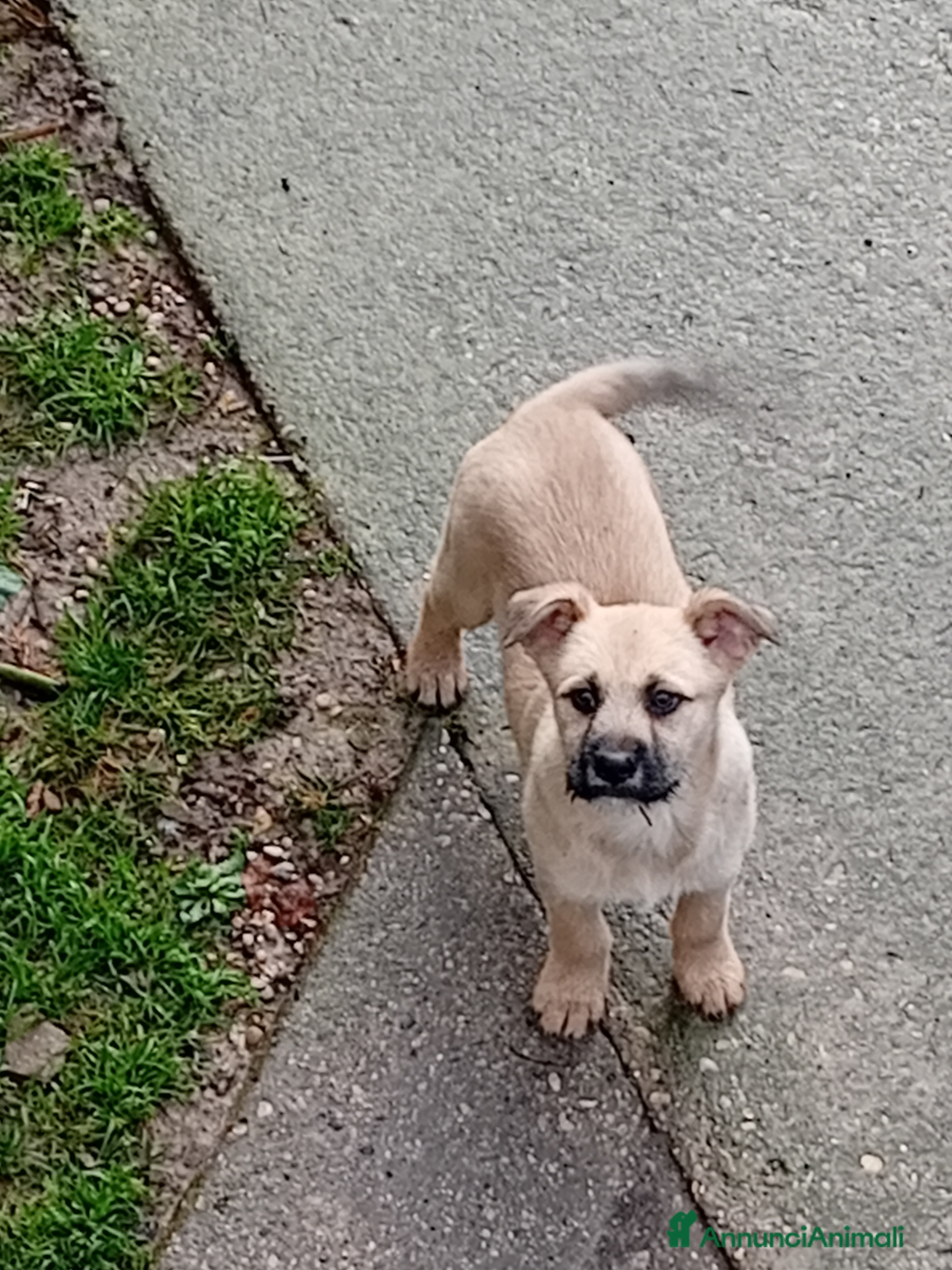 Meticcio cani Meticcio  - Annuncio 9