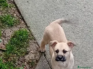 Meticcio cani Meticcio - Annuncio 9