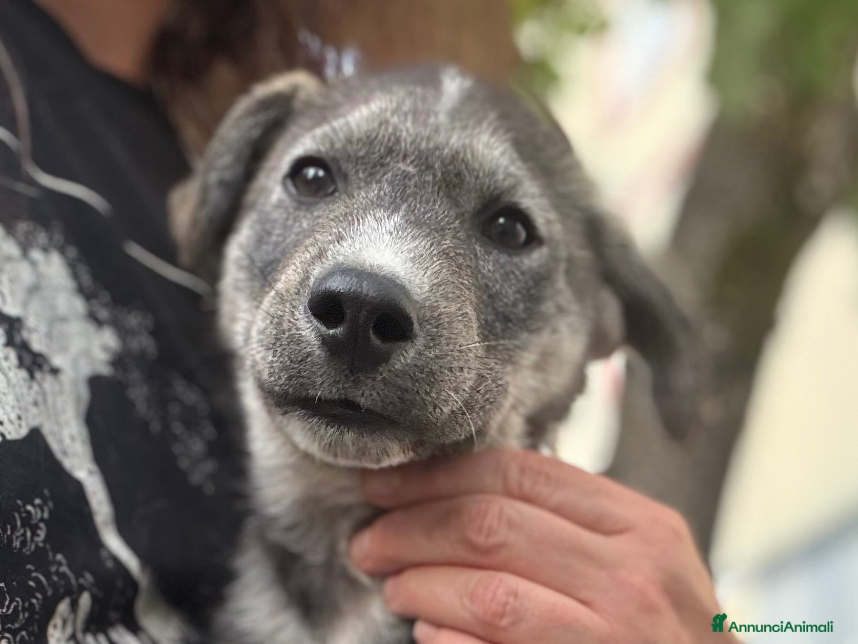 Meticcio cani in regalo: Oliver cucciolo socievole taglia media contenuta - Annuncio 4