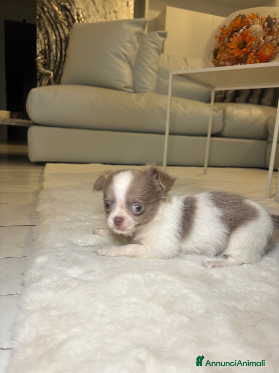 Chihuahua cani in vendita: Cucciolo chihuahua pelo lungo bianco e blu - Annuncio 2