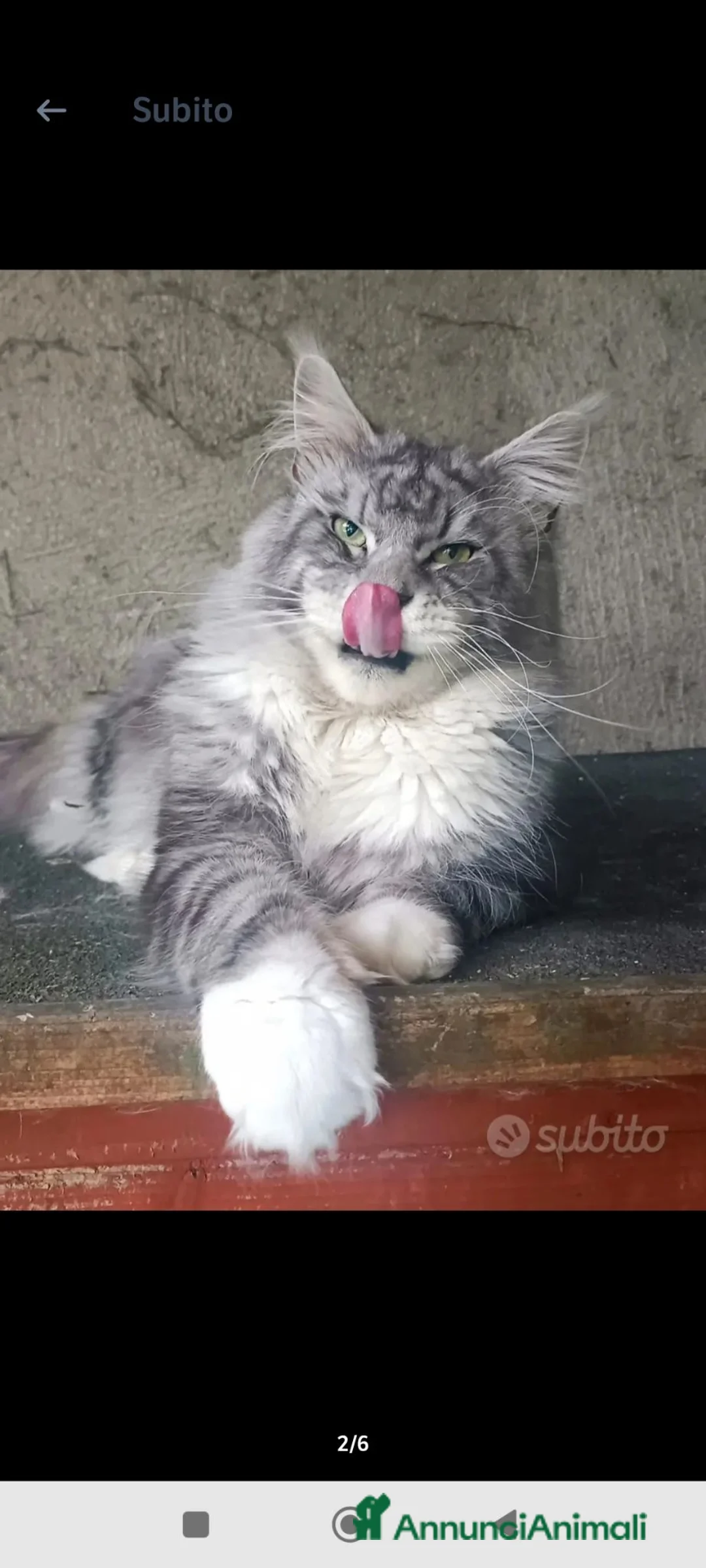 Maine Coon gatti in vendita: Cucciola Maine Coon - Annuncio 8