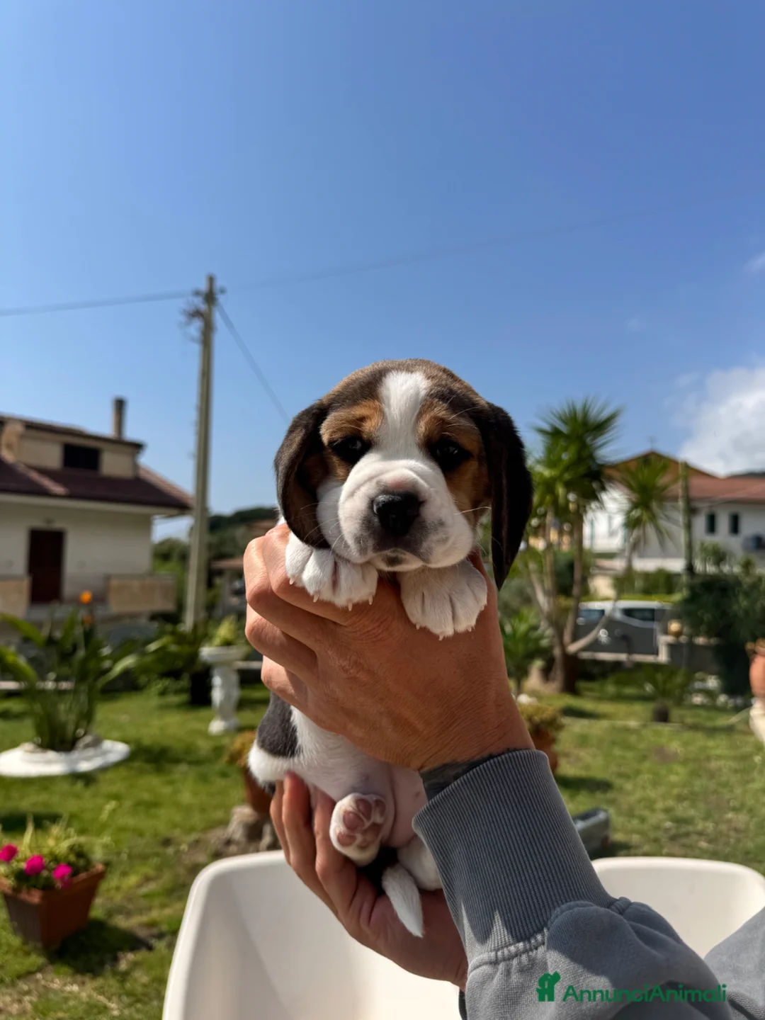 Beagle cani in vendita: Vendo cuccioli di Beagle  - Annuncio 6
