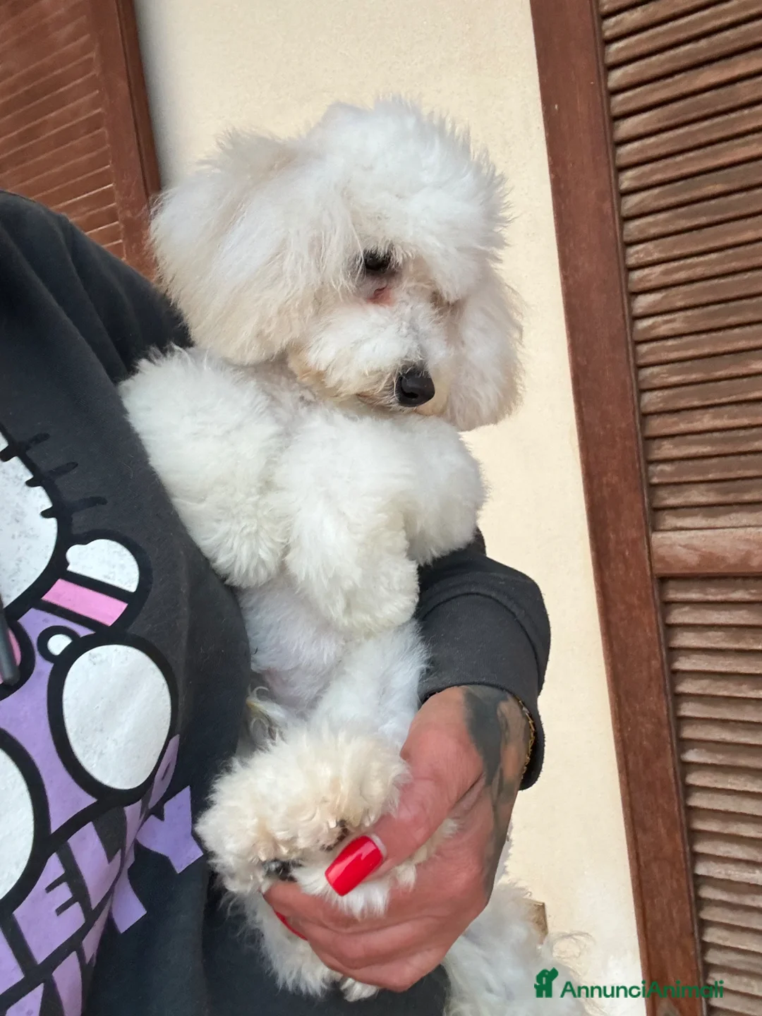 Barbone cani in vendita: Barboncino toy a Provincia di Brescia - Annuncio 2