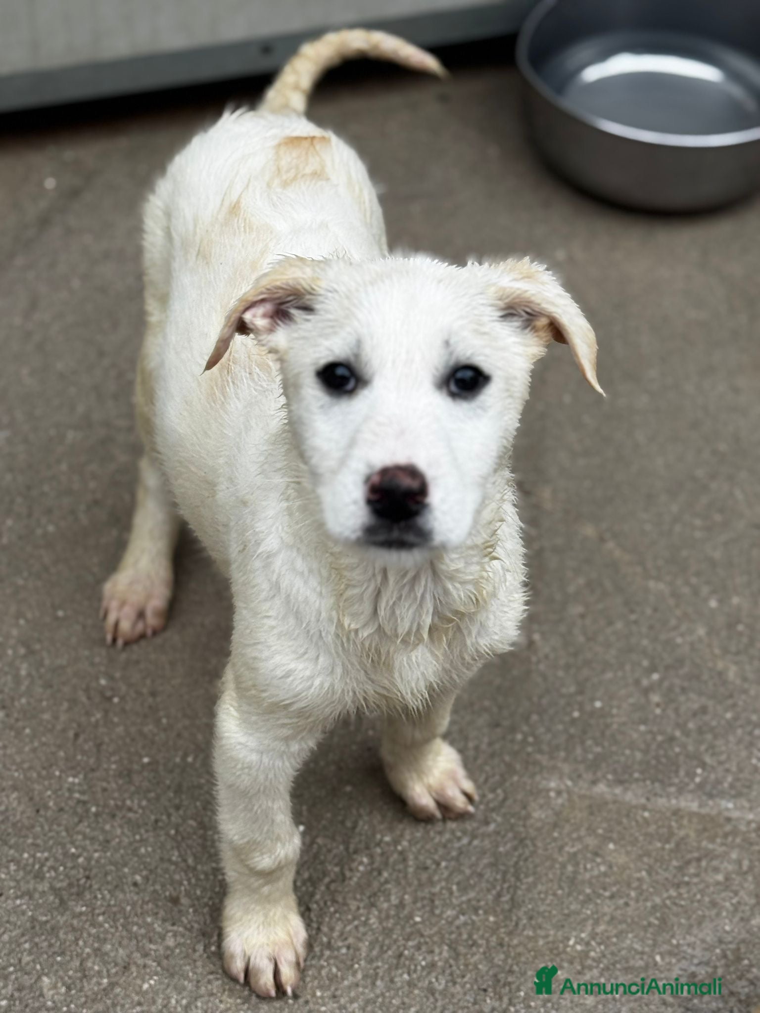 Meticcio cani Maya femmina  - Annuncio 22
