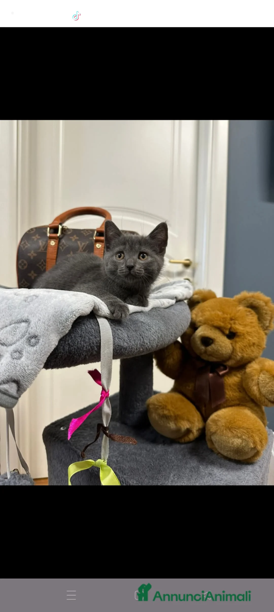 Certosino gatti per accoppiamento: STALLONE GATTO CERTOSINO X MONTA - Annuncio 8