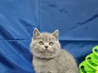 Scottish gatti Disponibili cuccioli Scottish fold e straight - Annuncio 33