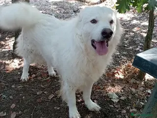 Meticcio cani 3 anni, carattere splendido, bello e simpatico - Annuncio 2