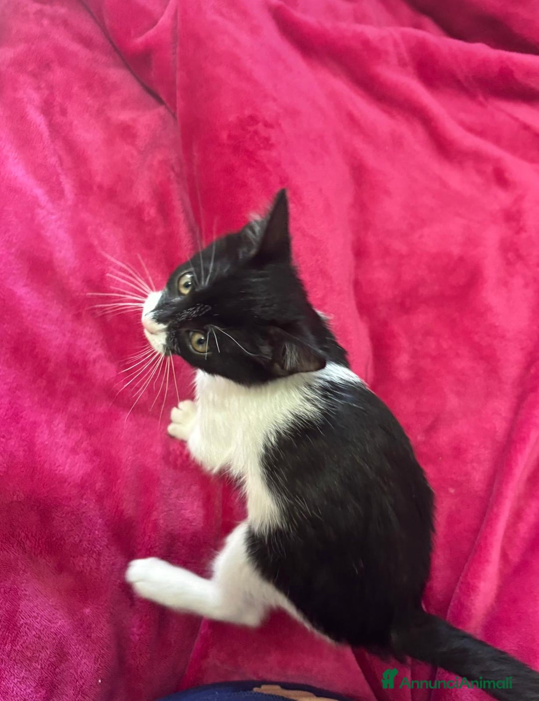 Europeo gatti in regalo: Gattino  - Annuncio 2