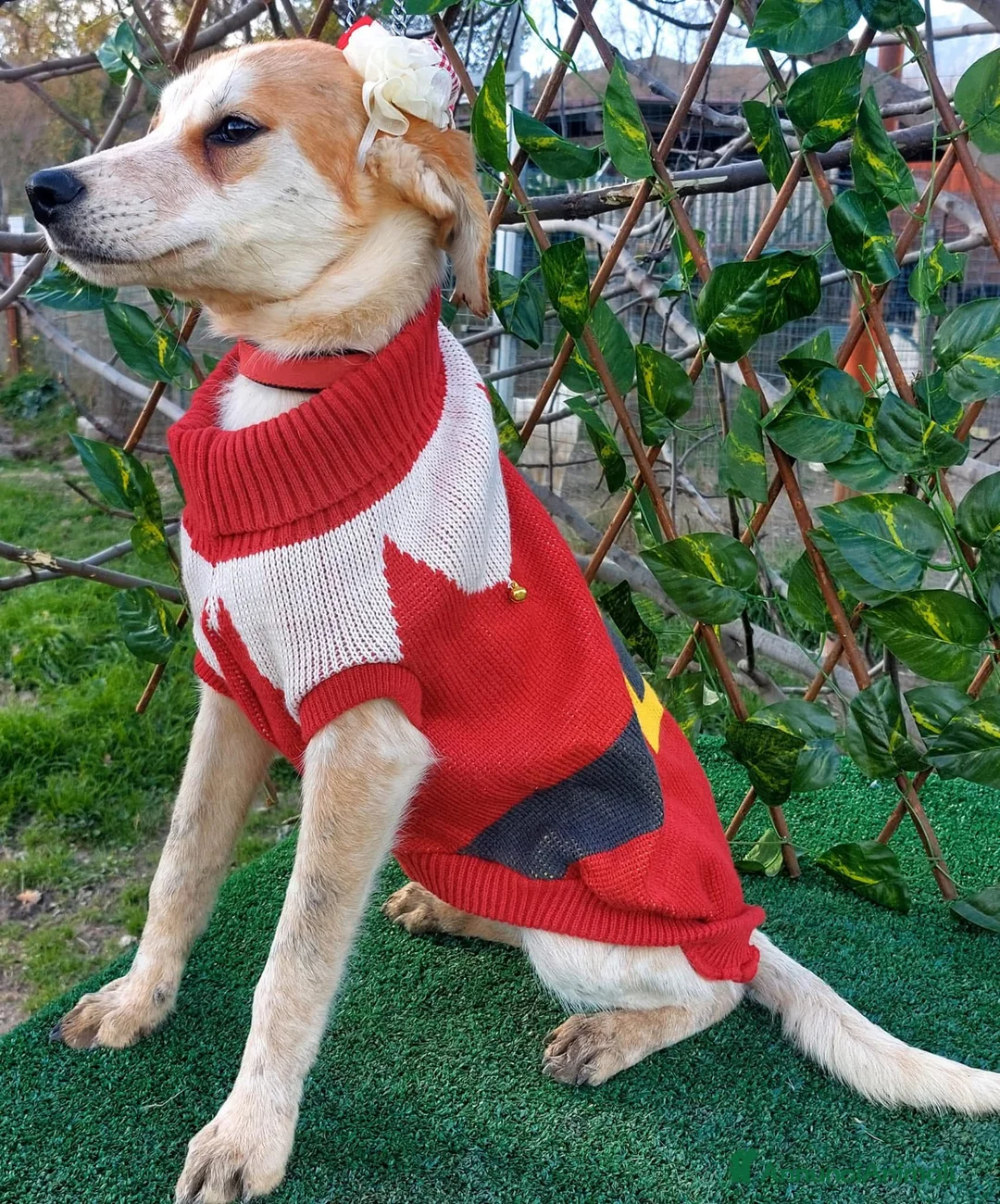 Meticcio cani in regalo: 11 CHILI, 1 anno e mezzo ADOTTABILI SEPARATAMENTE  - Annuncio 6
