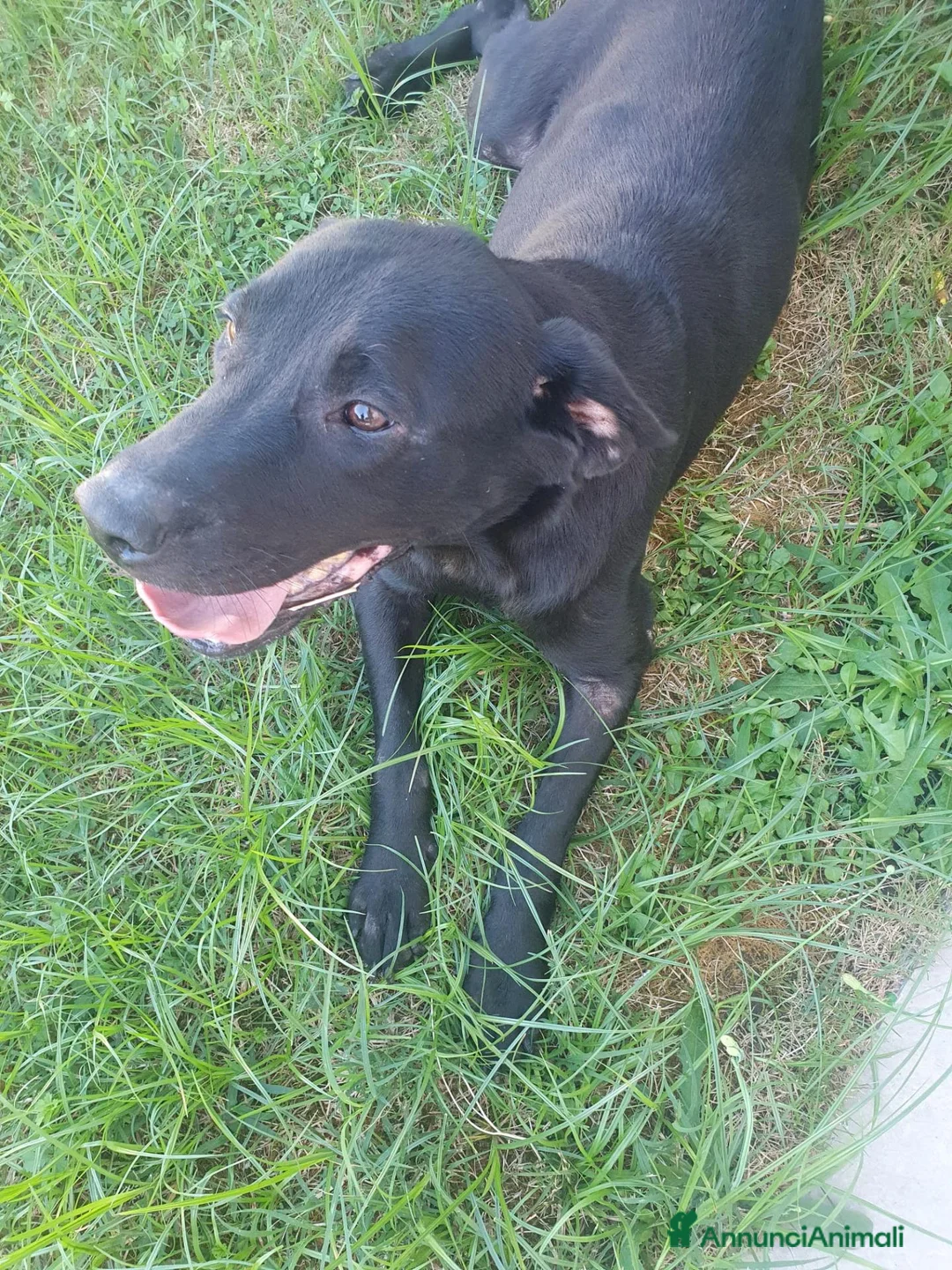Meticcio cani in regalo: Margot dolce cagnolina 5 anni cerca casa  - Annuncio 2