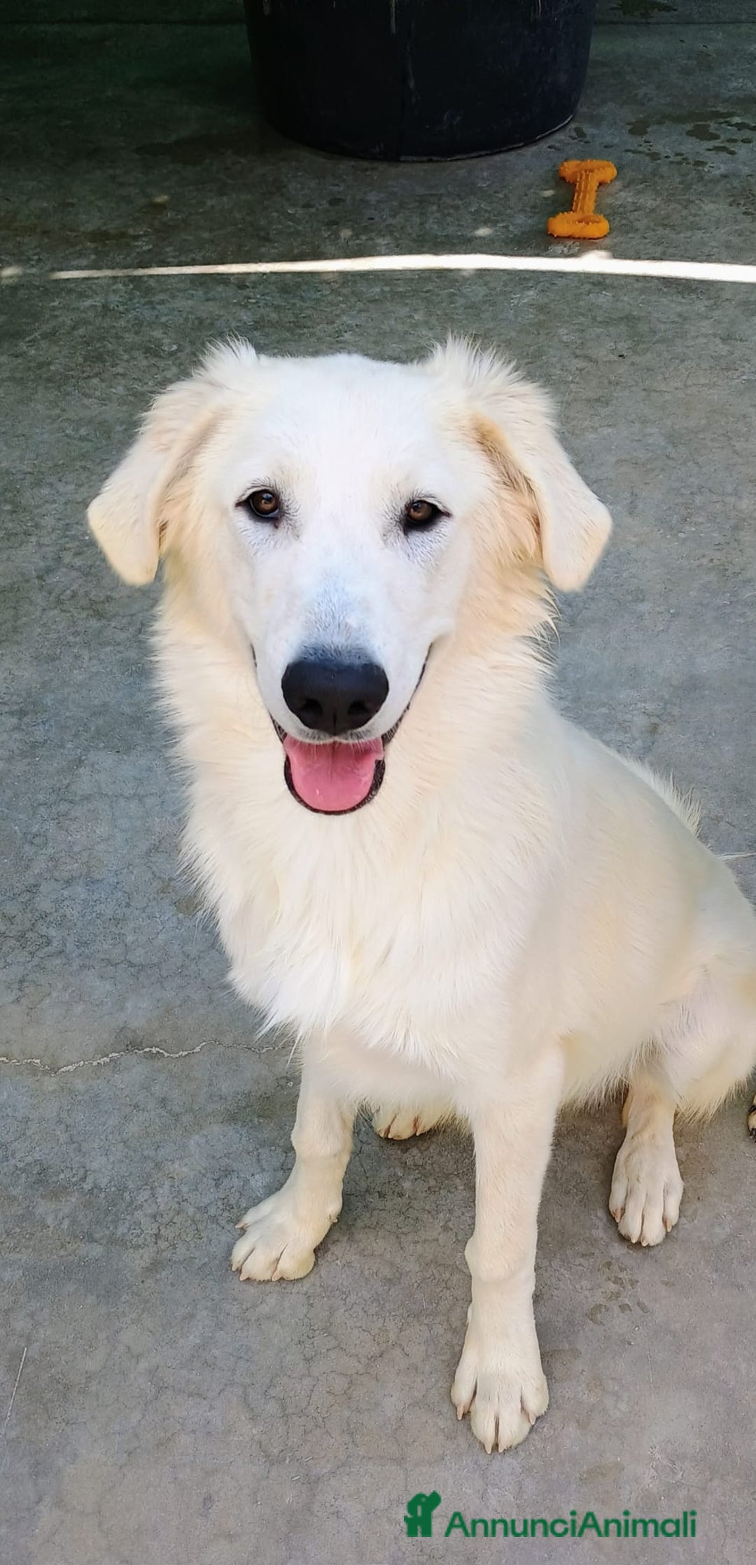 Meticcio cani in regalo: Kobe  - Annuncio 2