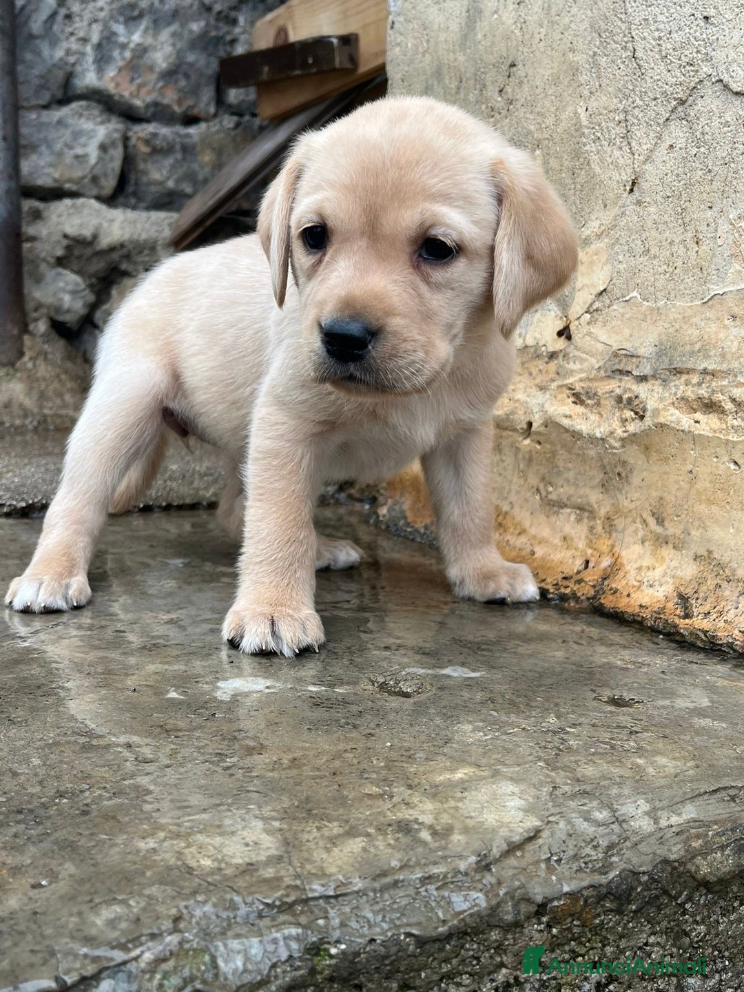 Labrador cani in vendita: Cucciola di labrador - Annuncio 3