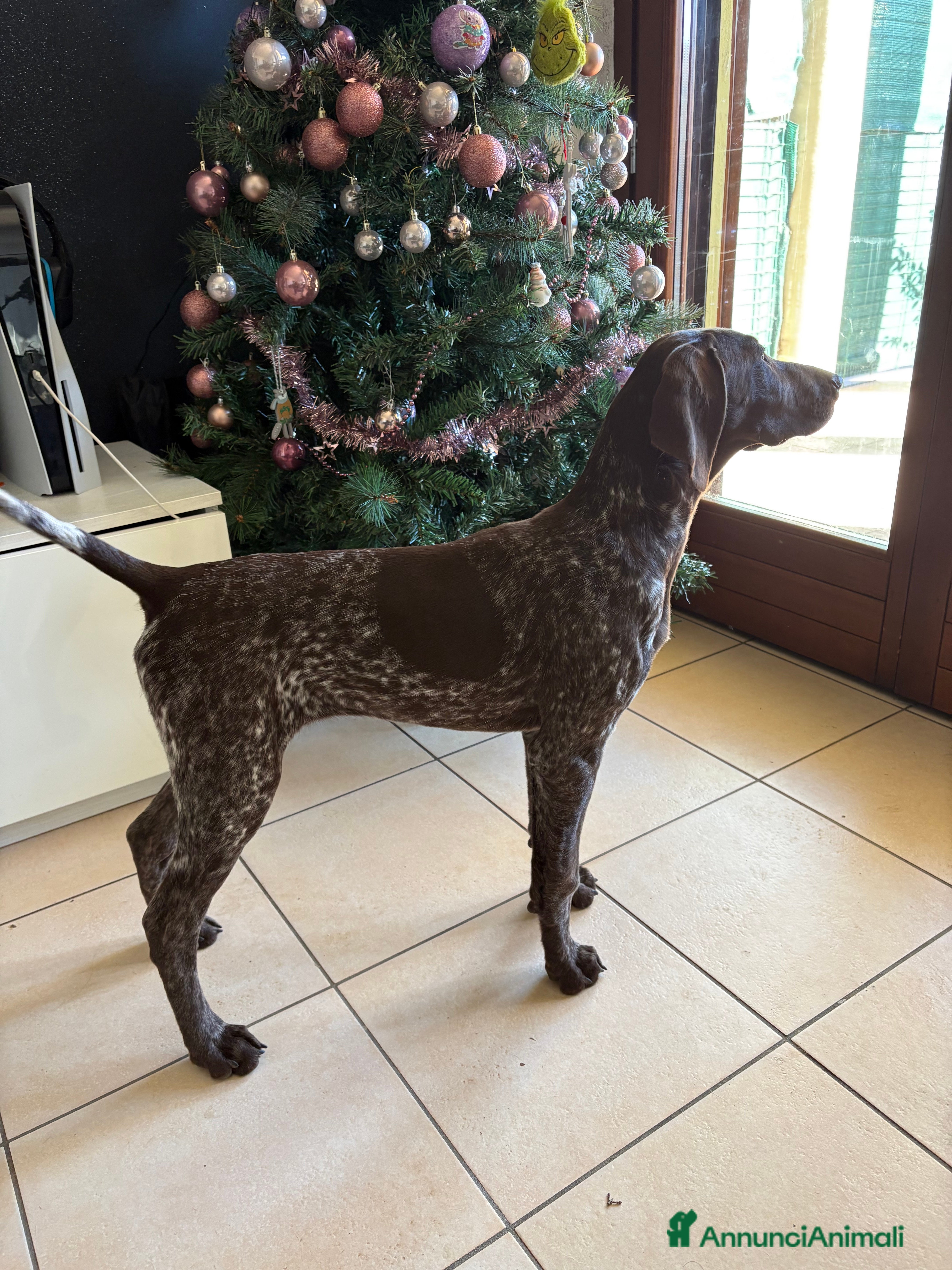 Bracco cani Bracco tedesco - Annuncio 2