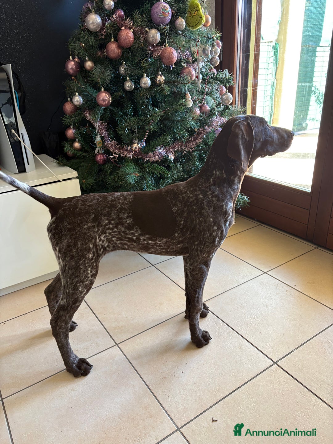 Bracco cani in vendita: Bracco tedesco - Annuncio 2