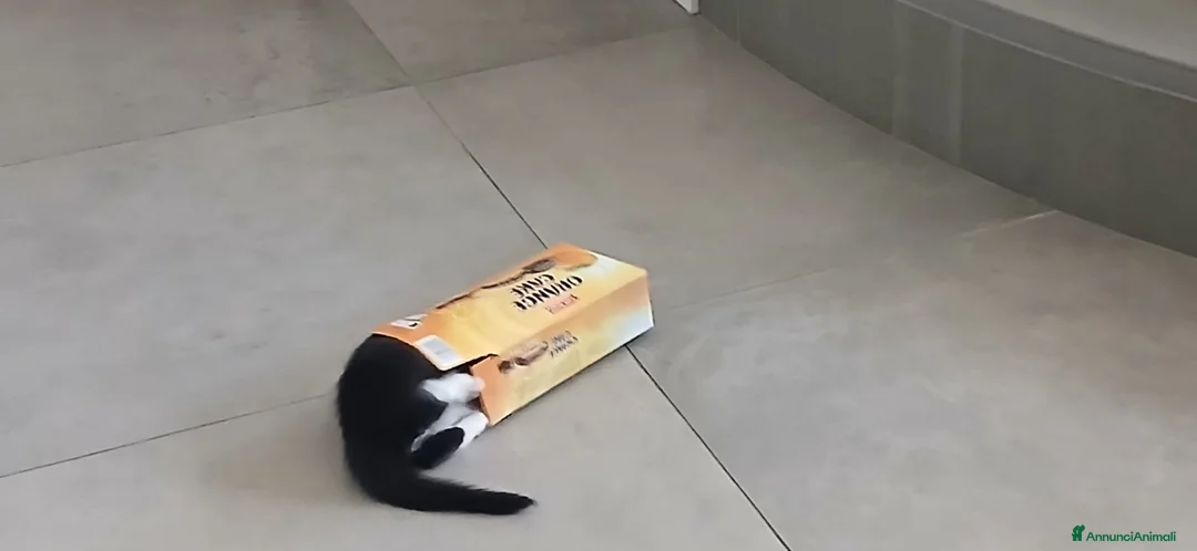 Europeo gatti in regalo: Milly a Provincia di Bergamo - Annuncio 2