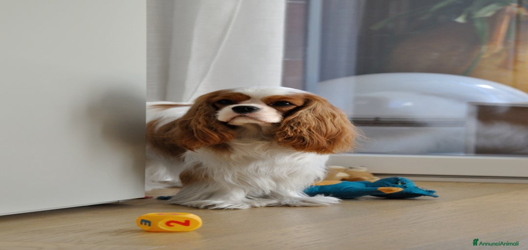 Immagine della galleria {{count}}