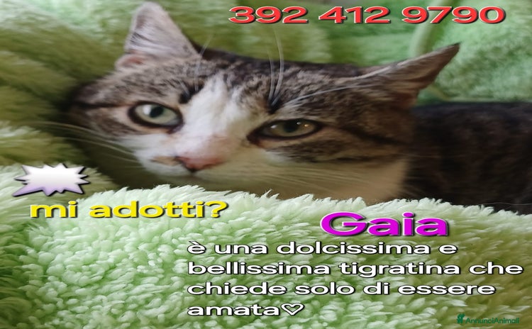 Europeo gatti - Annuncio 2