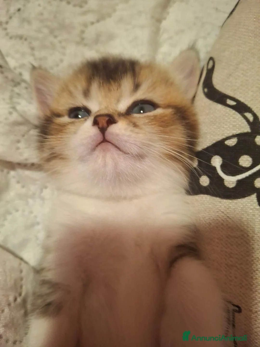 British gatti in vendita: Bellissimi Cuccioli British Shorthair  - Annuncio 10